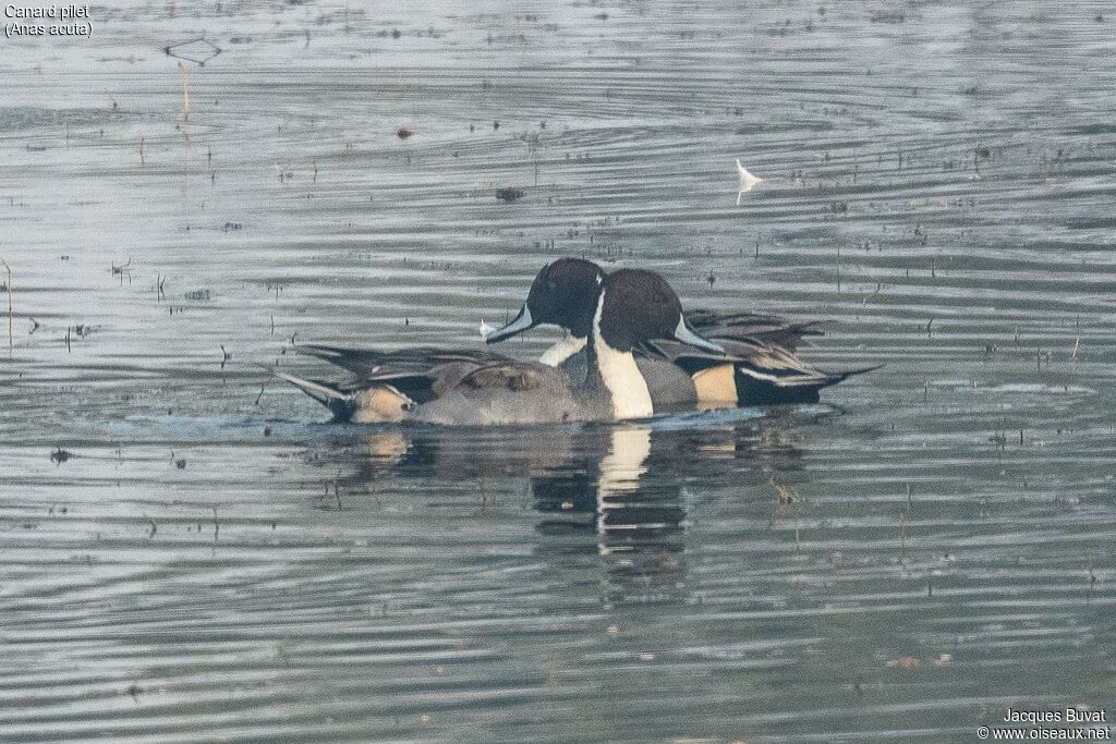 Canard pilet mâle adulte, composition, pigmentation, nage