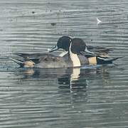 Northern Pintail