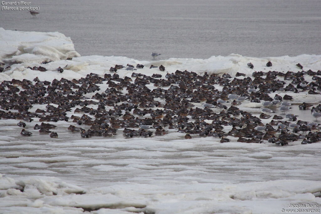 Eurasian Wigeonadult breeding