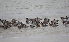 Eurasian Wigeon