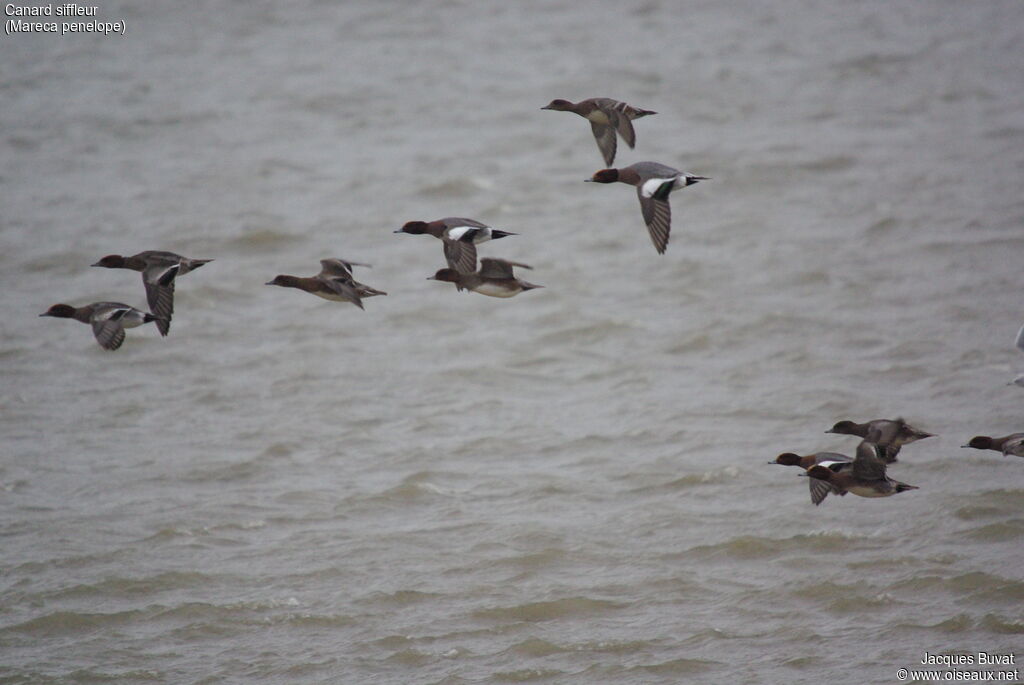 Eurasian Wigeonadult breeding