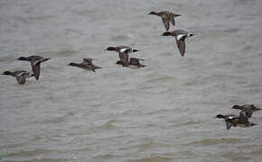 Eurasian Wigeon