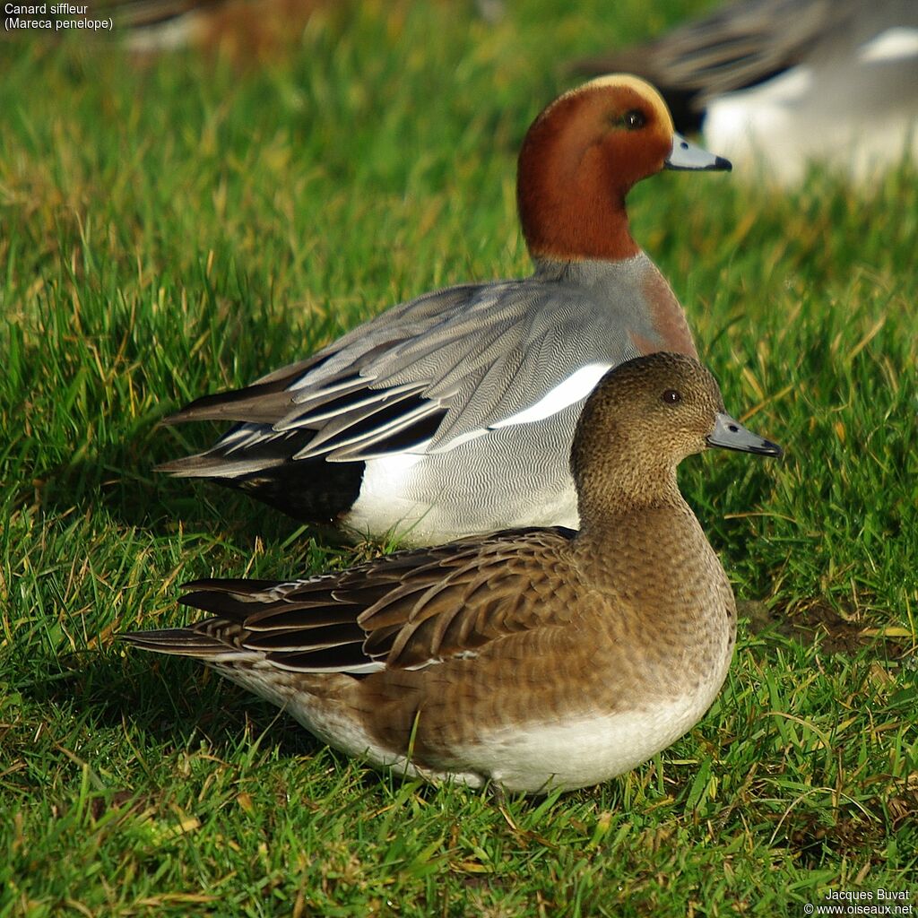 Canard siffleuradulte nuptial, composition, pigmentation