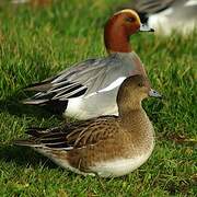 Eurasian Wigeon