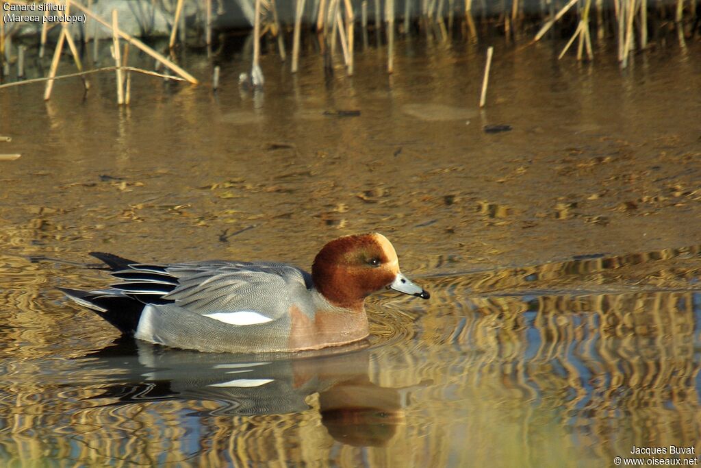 Canard siffleur mâle adulte nuptial, habitat, composition, pigmentation, nage