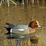 Eurasian Wigeon