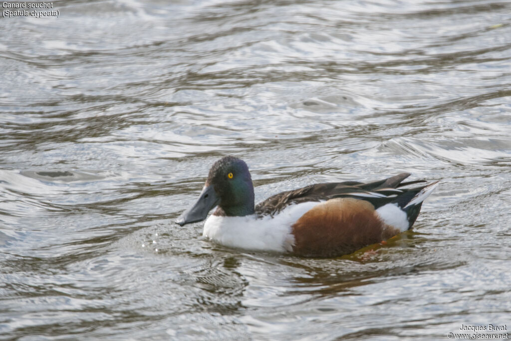 Northern Shoveler male adult breeding, identification, aspect, pigmentation, swimming