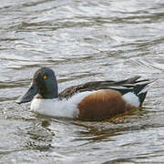 Northern Shoveler