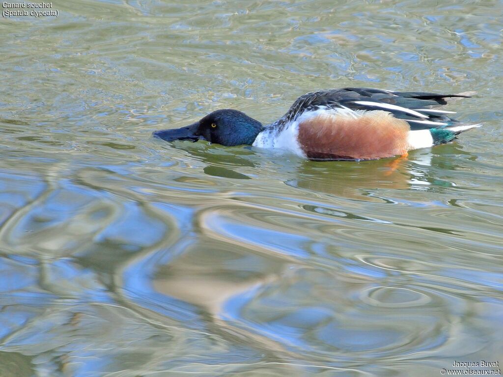 Canard souchet