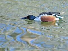 Canard souchet