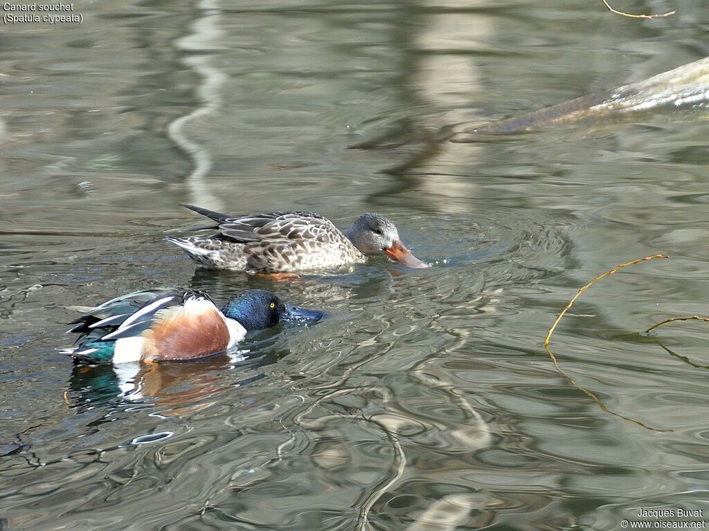 Northern Shoveleradult breeding, habitat, aspect, pigmentation, swimming, fishing/hunting, eats