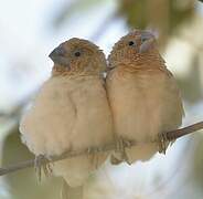 African Silverbill