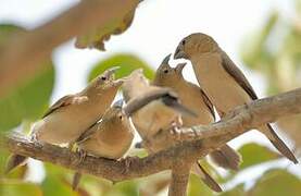 African Silverbill