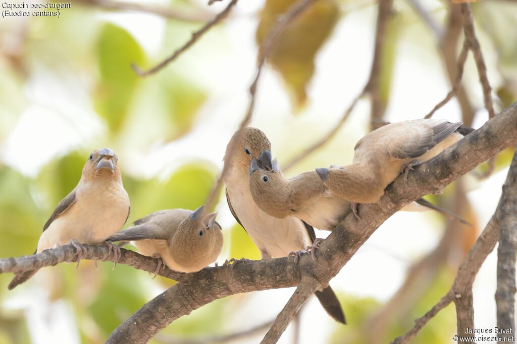 African Silverbill