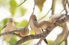 African Silverbill