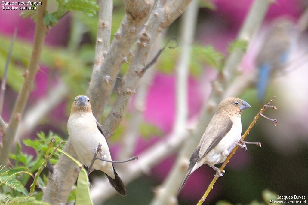 African Silverbilladult