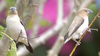 African Silverbill