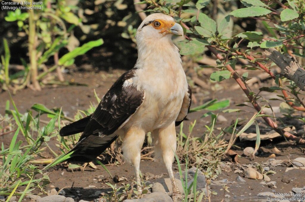 Yellow-headed Caracaraadult, identification, aspect, pigmentation