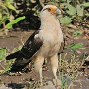 Yellow-headed Caracara