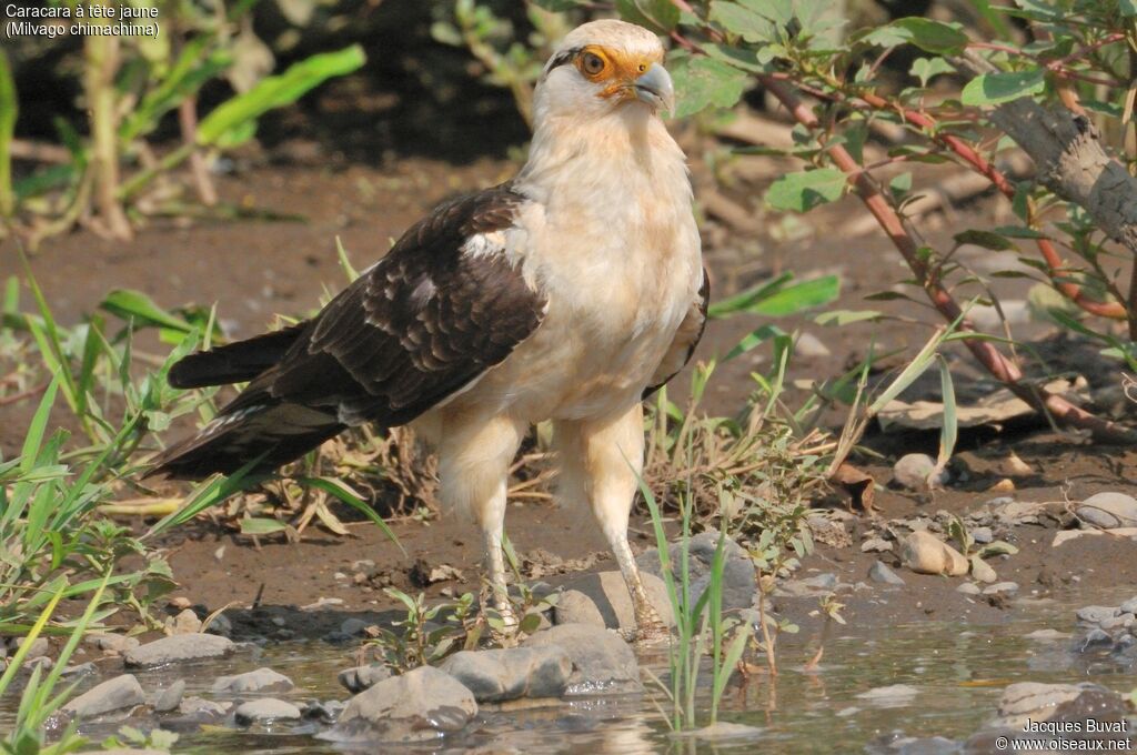 Yellow-headed Caracara