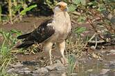 Caracara à tête jaune