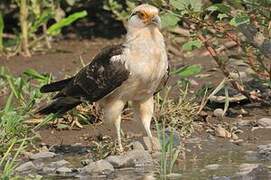 Yellow-headed Caracara