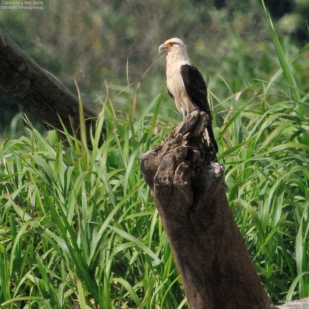 Yellow-headed Caracaraadult breeding, habitat, aspect, pigmentation