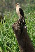 Yellow-headed Caracara