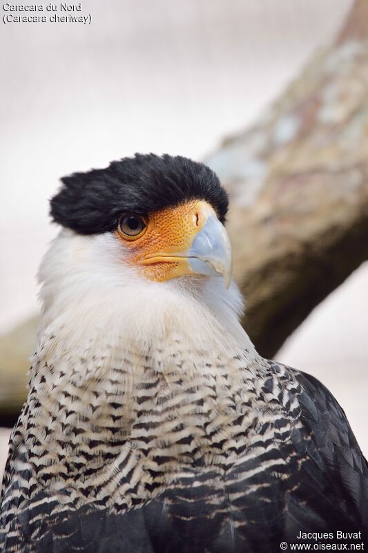 Northern Crested Caracaraadult, close-up portrait, aspect, pigmentation