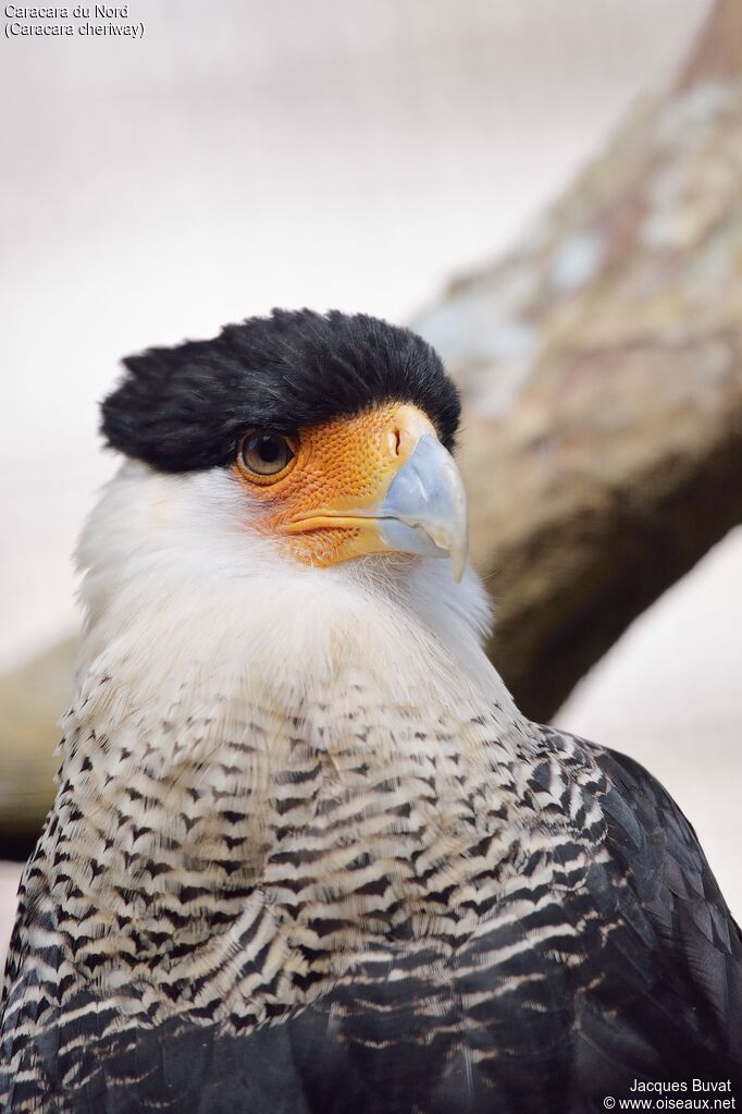 Crested Caracara (cheriway)adult, close-up portrait, aspect, pigmentation