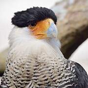 Northern Crested Caracara