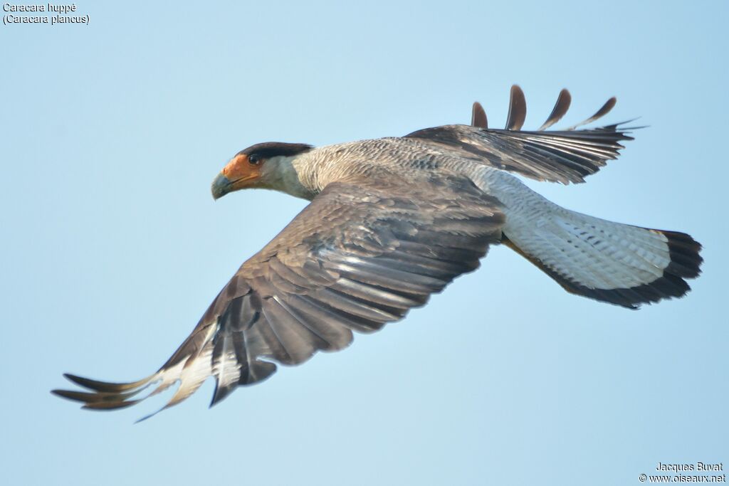 Caracara huppéadulte