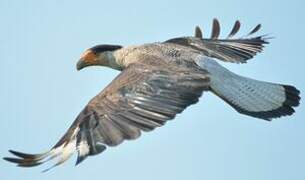 Caracara huppé