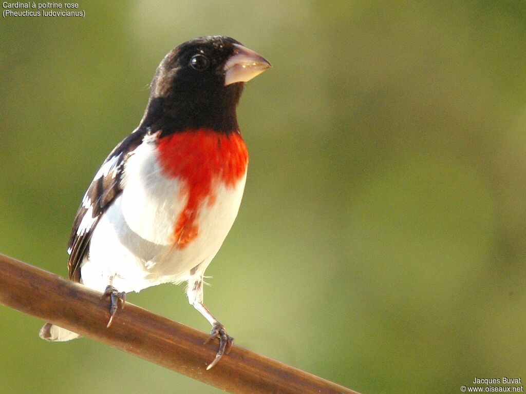 Cardinal à poitrine rose mâle adulte