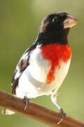 Rose-breasted Grosbeak