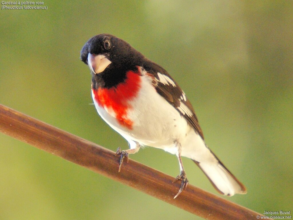 Rose-breasted Grosbeak male adult