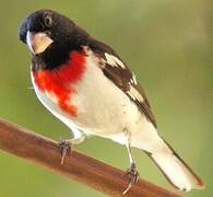 Rose-breasted Grosbeak