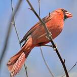 Cardinal rouge