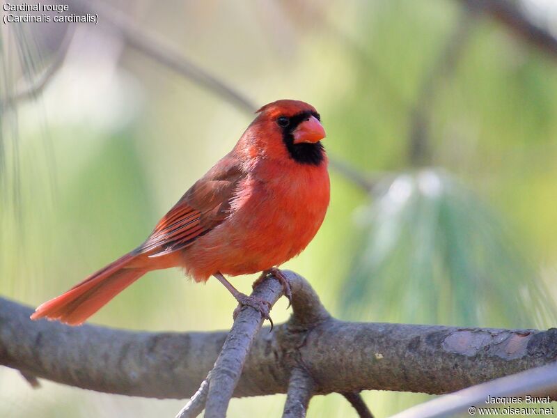 Cardinal rouge mâle adulte nuptial, portrait, composition, pigmentation