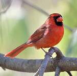 Cardinal rouge