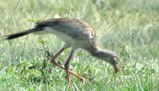 Red-legged Seriema