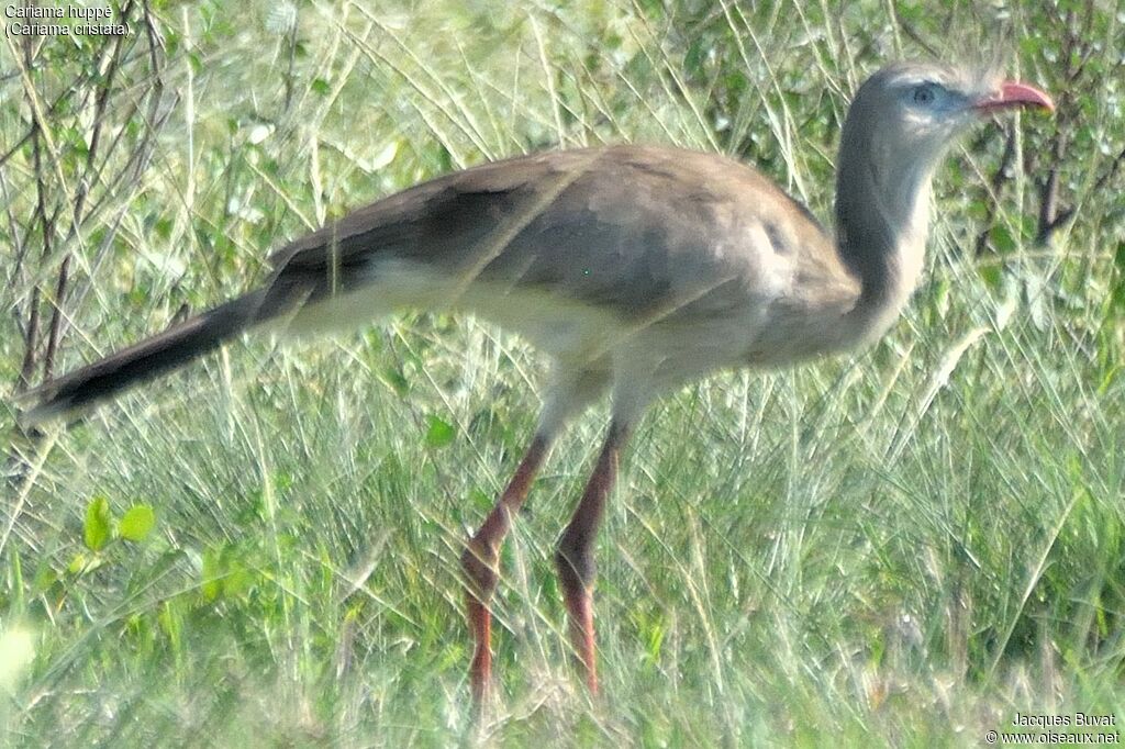 Cariama huppéadulte