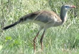 Red-legged Seriema