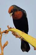 Chestnut-capped Blackbird