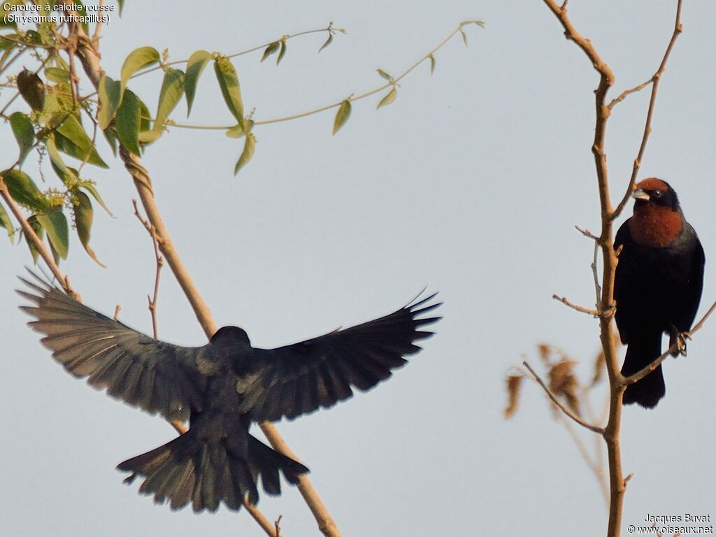 Chestnut-capped Blackbirdadult