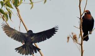 Chestnut-capped Blackbird