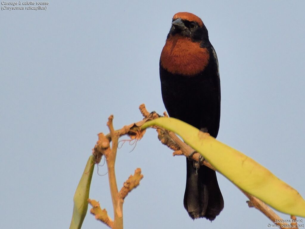 Chestnut-capped Blackbirdadult