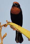 Chestnut-capped Blackbird