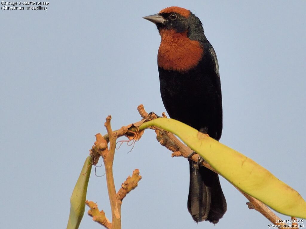 Chestnut-capped Blackbirdadult