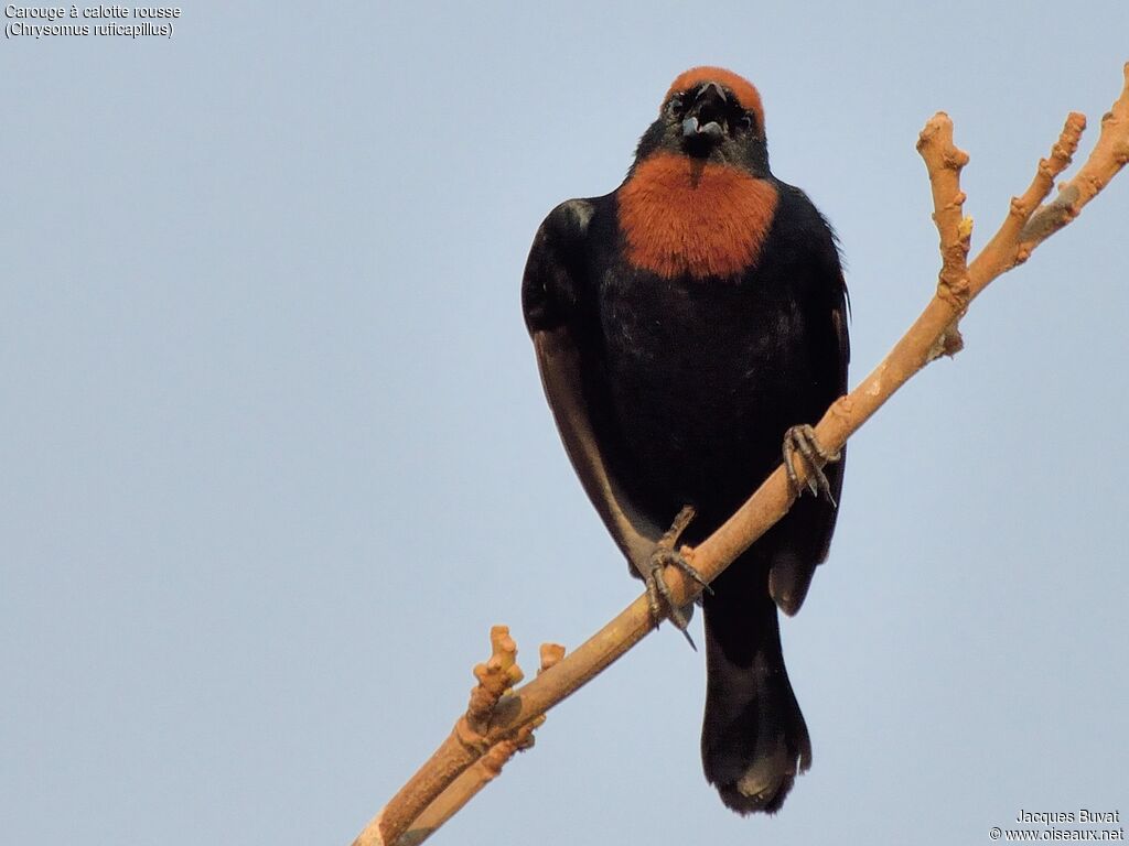 Chestnut-capped Blackbird